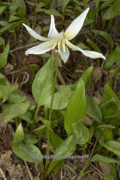 erythronium multiscapideum 5 graphic